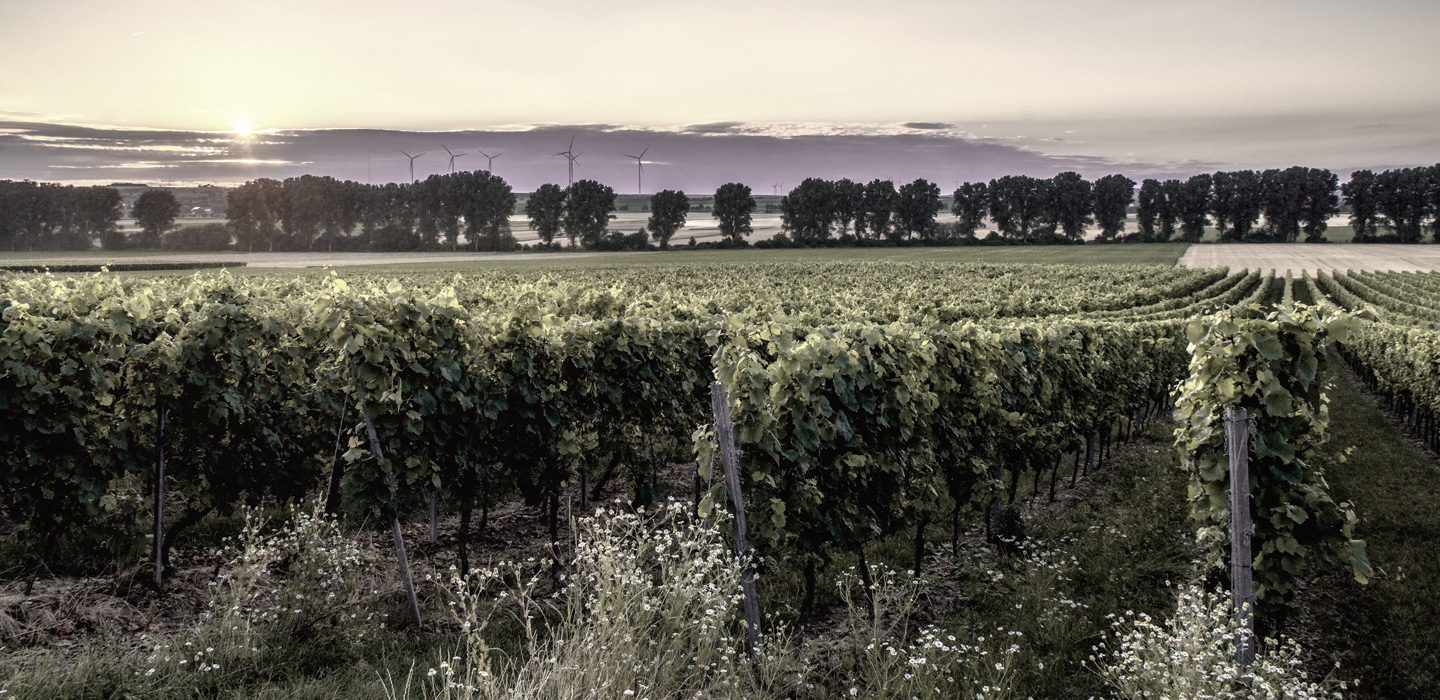 homepage_v2_vineyard_2