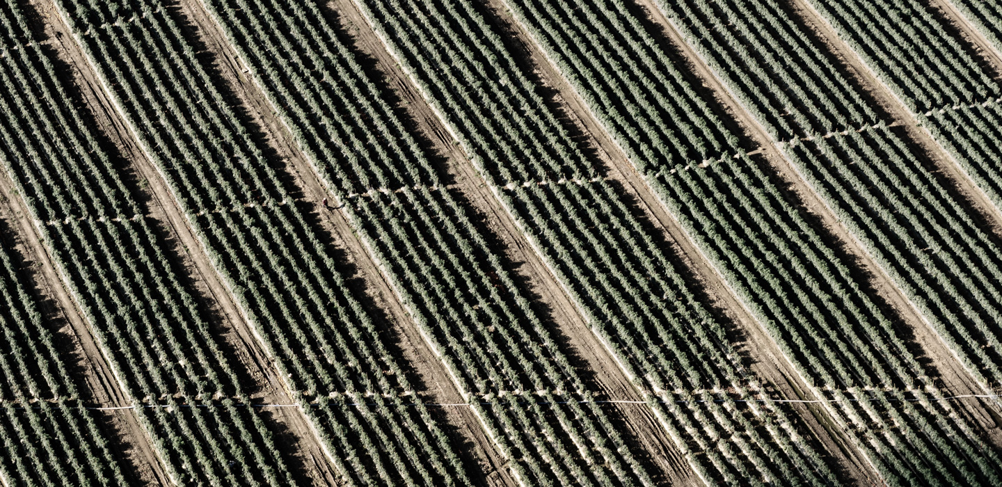 homepage_v2_vineyard_3